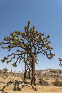 USA 2025 - Joshua Tree National Park