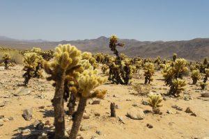 USA 2025 - Joshua Tree National Park