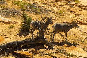 USA 2025 - Zion National Park