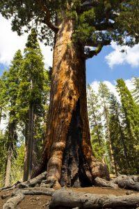 USA 2025 - Yosemite National Park