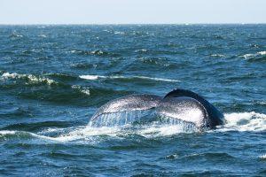 USA 2025 - Monterey whalewatching