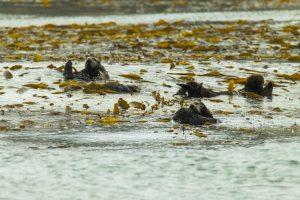 USA 2025 - Monterey whalewatching