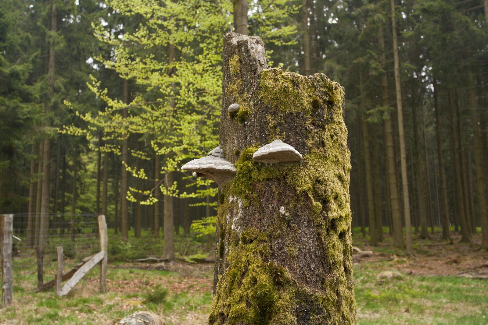 Ardennen