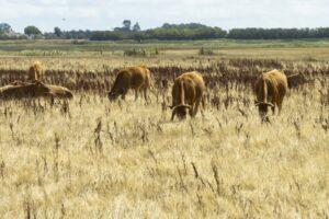 Texel