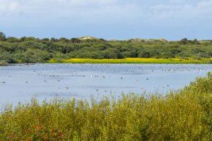 Texel