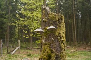 Weekje Ardennen