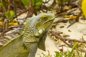 Vakantie Bonaire