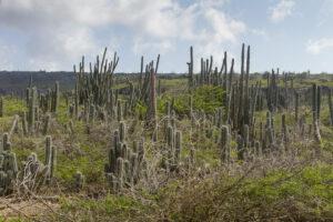 Vakantie Bonaire