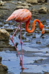 Vakantie Bonaire