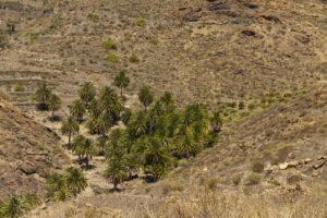 Strandvakantie Gran Canaria