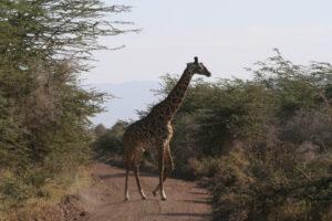 Safari en strandvakantie Tanzania