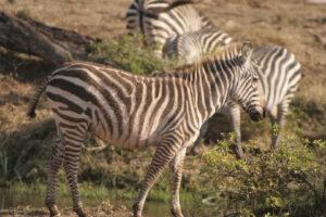 Safari en strandvakantie Tanzania