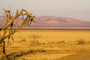 Safari en strandvakantie Tanzania