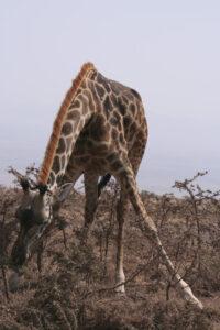 Safari en strandvakantie Tanzania