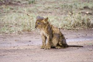 Safari en strandvakantie Tanzania