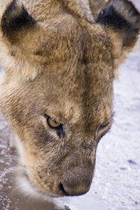 Safari en strandvakantie Tanzania