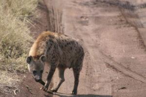 Safari en strandvakantie Tanzania