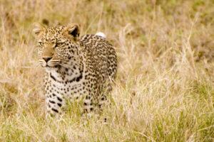 Safari en strandvakantie Tanzania