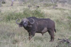 Safari en strandvakantie Tanzania