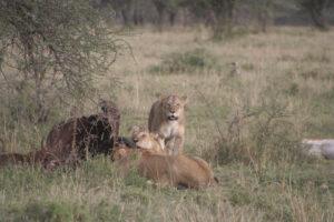 Safari en strandvakantie Tanzania