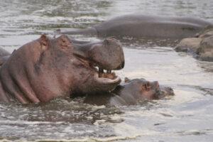 Safari en strandvakantie Tanzania