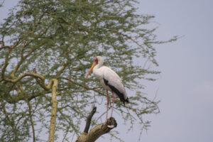 Safari en strandvakantie Tanzania