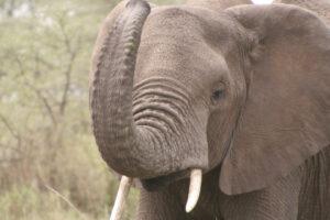 Safari en strandvakantie Tanzania