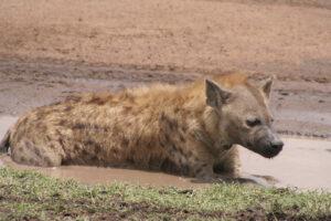 Safari en strandvakantie Tanzania