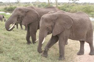 Safari en strandvakantie Tanzania