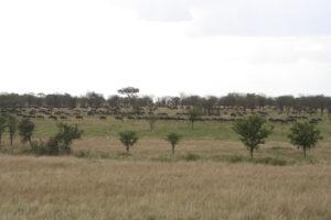 Safari en strandvakantie Tanzania