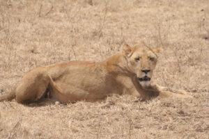 Safari en strandvakantie Tanzania