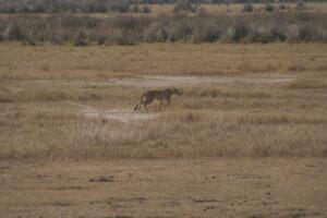 Safari en strandvakantie Tanzania